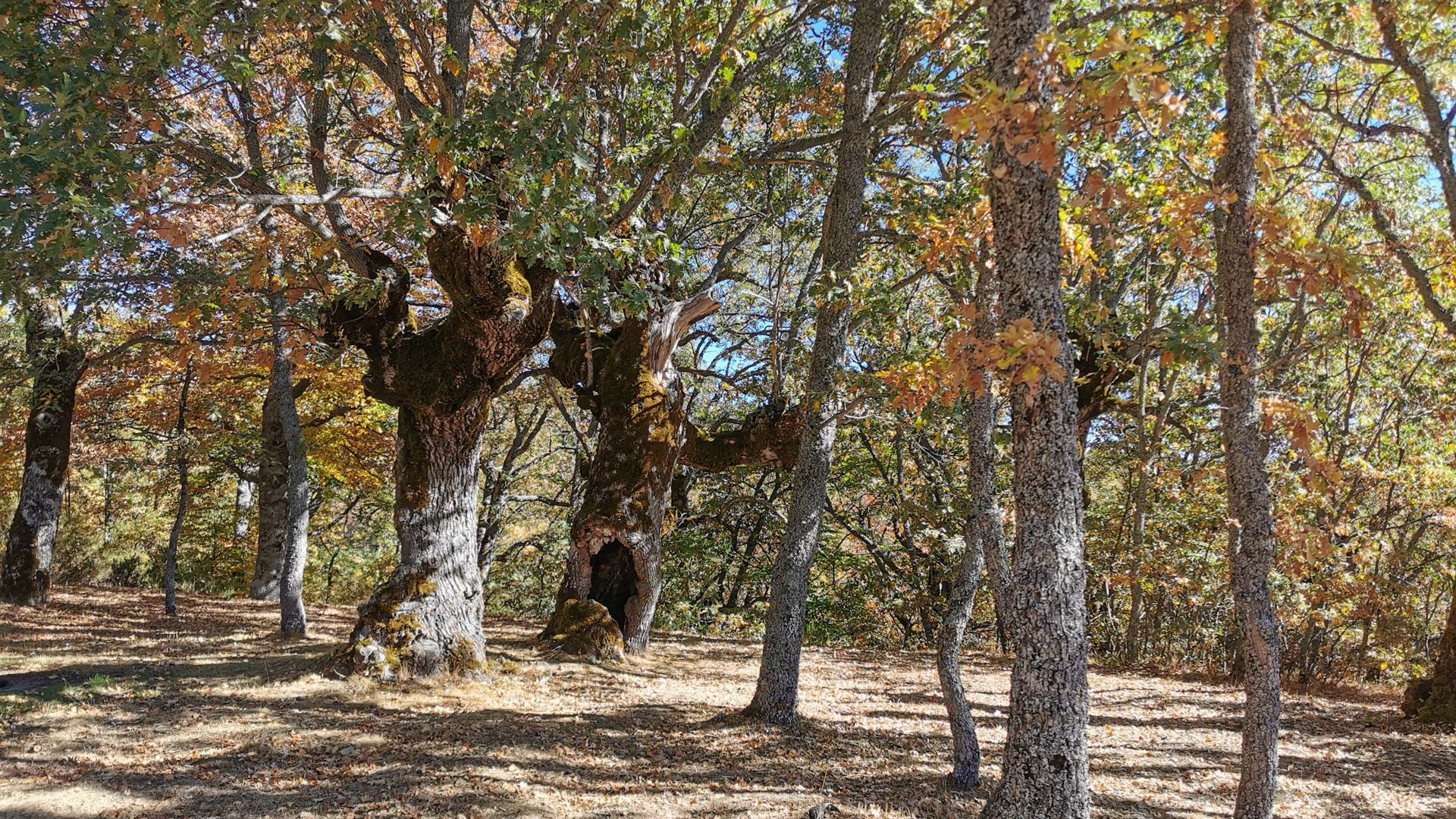 bosque_tramo_5_Via_verde_sierra_de_la_demanda