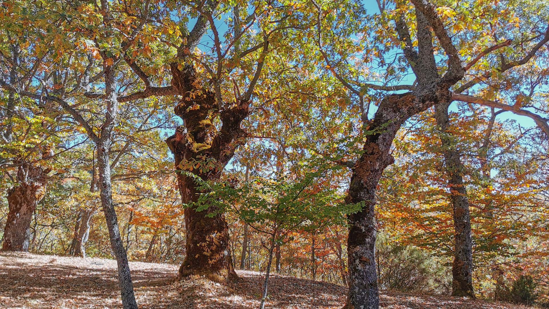 bosque_tramo_5_Via_verde_sierra_de_la_demanda