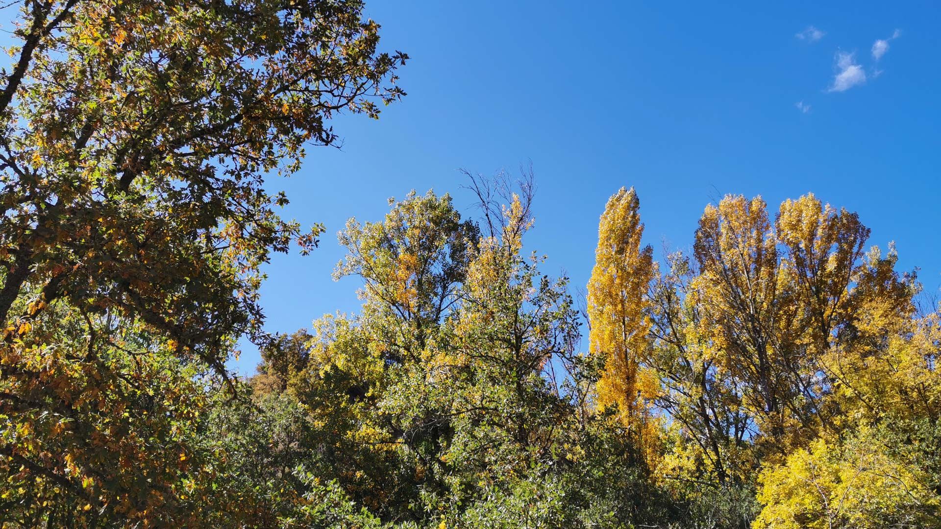 arboleda_tramo_6_Via_verde_sierra_de_la_demanda