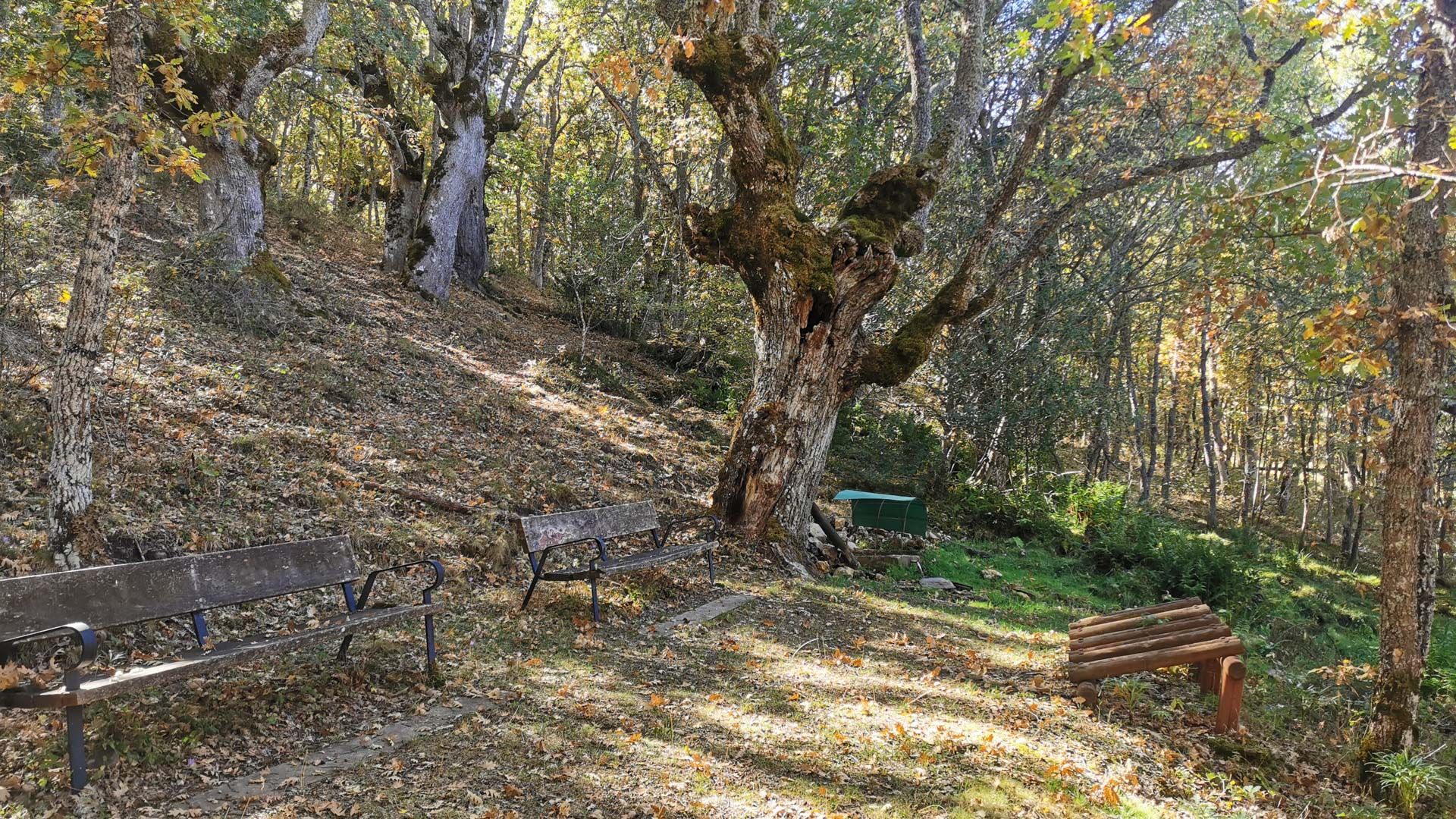 bosque_tramo_7_Via_verde_sierra_de_la_demanda