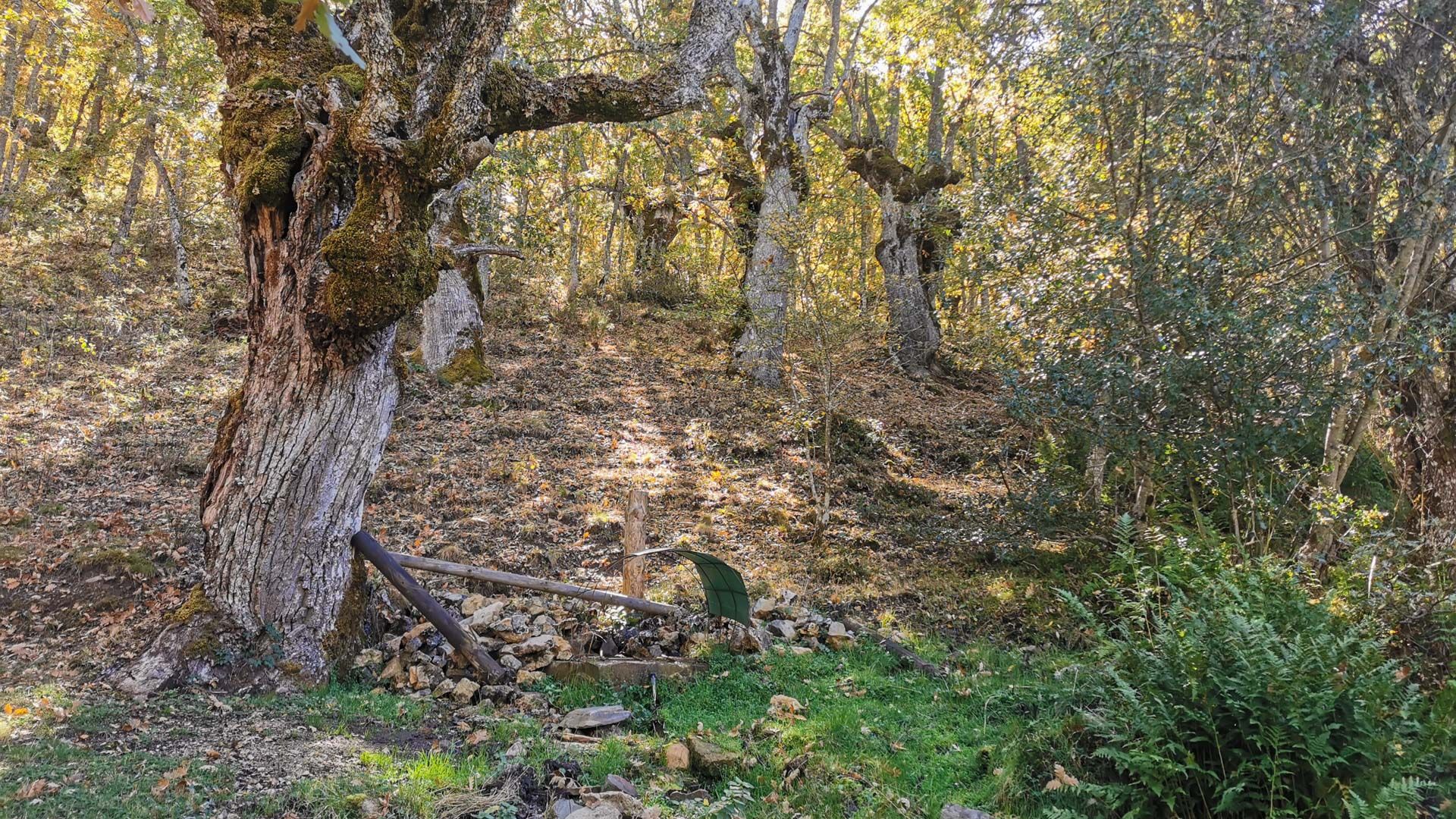 bosque_tramo_7_Via_verde_sierra_de_la_demanda